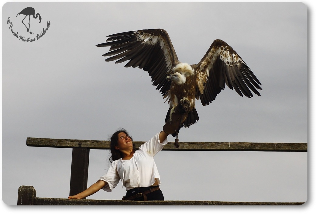 Vautour fauve...