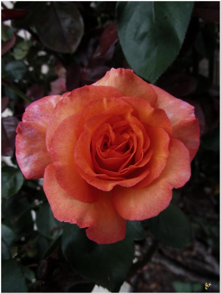 2024  LES ROSES DU JARDIN 