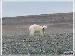 Vers 14 heures, enfin je pars en Zodiac vers l'ours, il n'a pas bougé d'un poil et mange toujours - Creswell Bay - Somerset Island - Nunavut - Canada