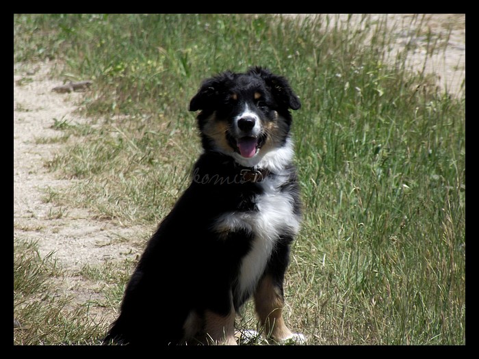 Tranches de vie d'un Australian Shepherd