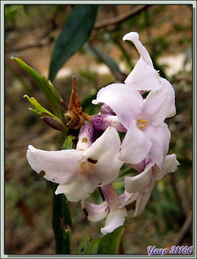 Blog de images-du-pays-des-ours : Images du Pays des Ours (et d'ailleurs ...), Daphné Icy Himalayan Daphne (Daphne bholua var. glacialis) - Sentier de Trashigang Goemba - Bhoutan