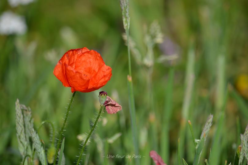 Rambouillet : Les derniers coquelicots