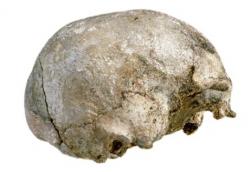 6- Homo sapiens et 2ème expansion hors d'Afrique