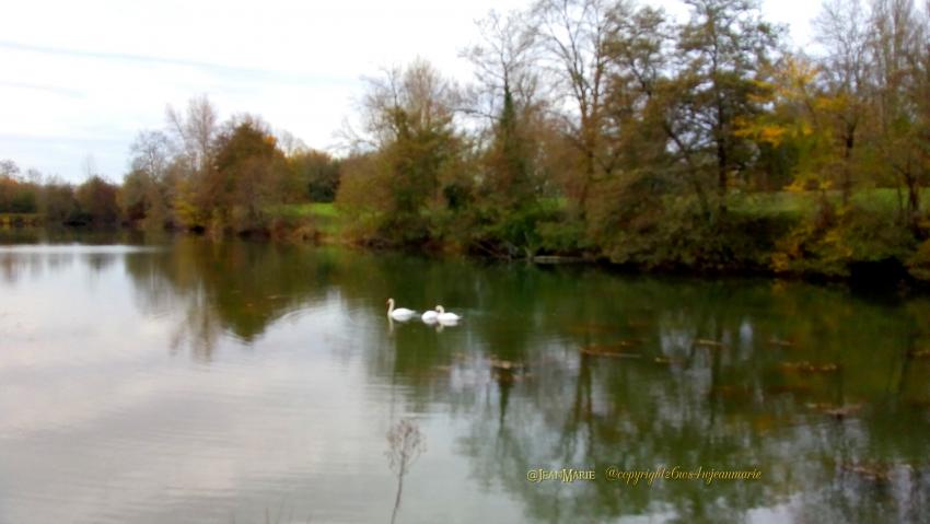 les Cygnes sur le lac de Barsac que j'ai pris en photo 