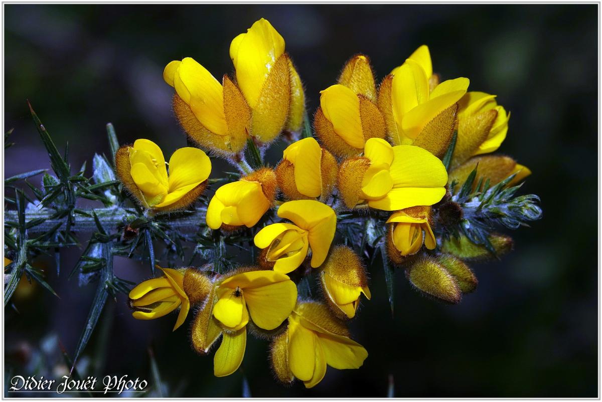 Ajonc d'Europe (3) - Ulex europaeus