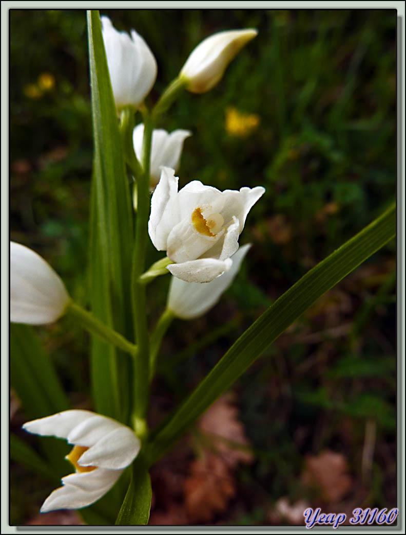 Orchidée Céphalanthère à longues feuilles (Cephalanthera longifolia) - Galié - 31  (Flore)