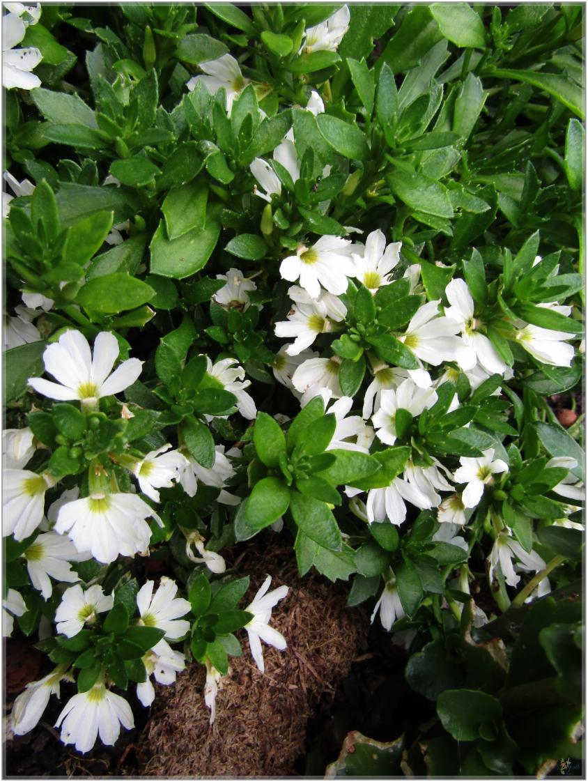 AVANT  LA  NEIGE  QUELQUES  FLEURS 
