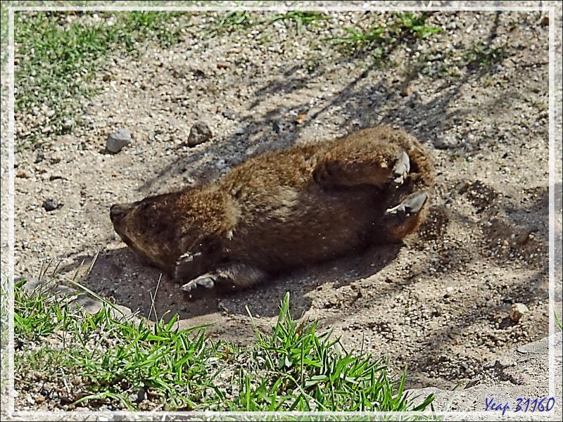 Daman des rochers, Daman du Cap, Rock rabbit, Cape hyrax, Dassie (Procavia capensis) - Camps Bay - Cape Town - Afrique du Sud