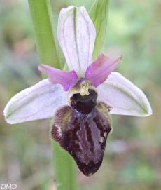 Ophrys aveyronensis  -  ophrys de l'Aveyron