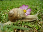 Bavouille