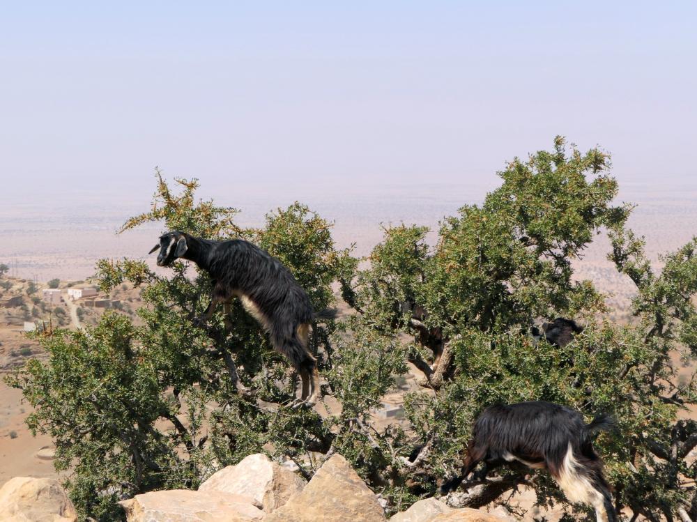 Igmir - Tafraout - Taroudant  