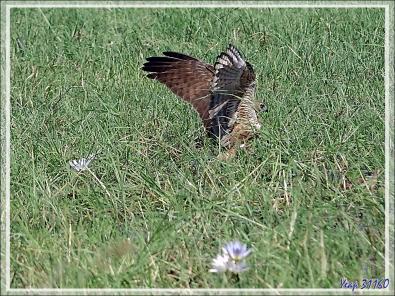 L'attaque d'un Busard grenouillard (Circus ranivorus) sur un autre oiseau (cormoran ?) - Safari nautique - Parc National de Chobe - Botswana