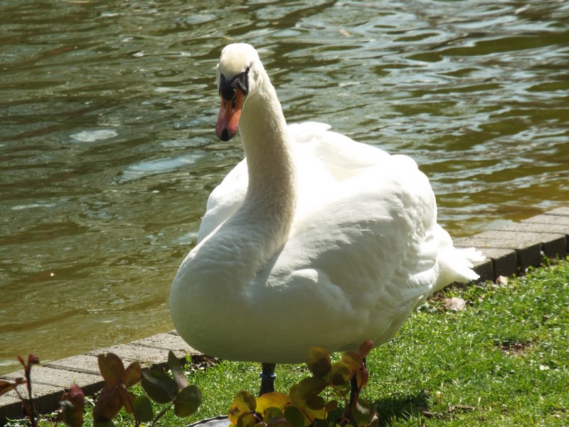 cygnes