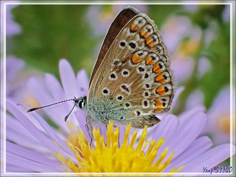 Papillon Collier de corail mâle (Aricia agestis) - Lartigau - Milhas - 31