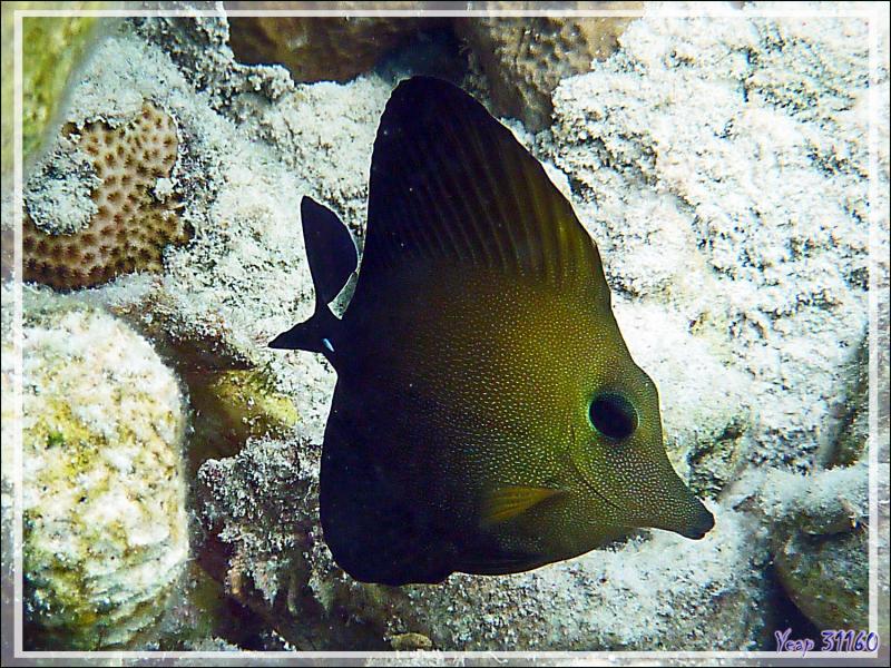 Chirurgien-voile brun, Twotone tang (Zebrasoma scopas) - Lagon de la Pension Kuriri - Maupiti - Polynésie française
