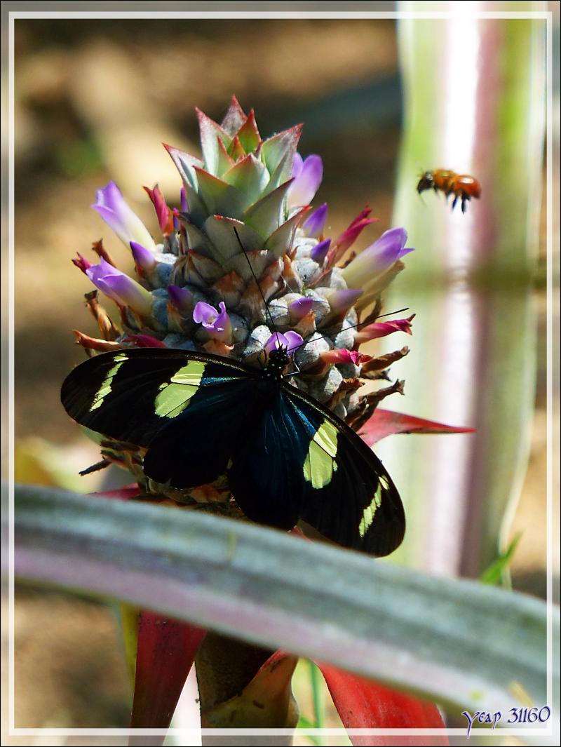 Papillon Héliconius Sara (Sara longwing butterfly) sur fleur d'ananas sauvage - Inkaterra Hacienda Concepcion - Puerto Maldonado - Pérou