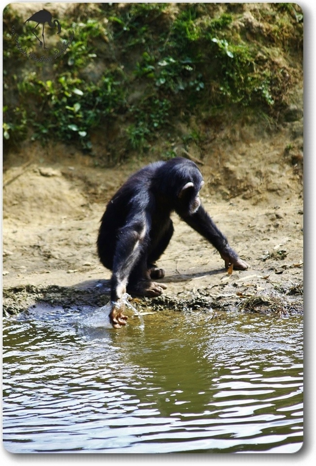 Jeu d'eau d'un jeune Chimpanzé...