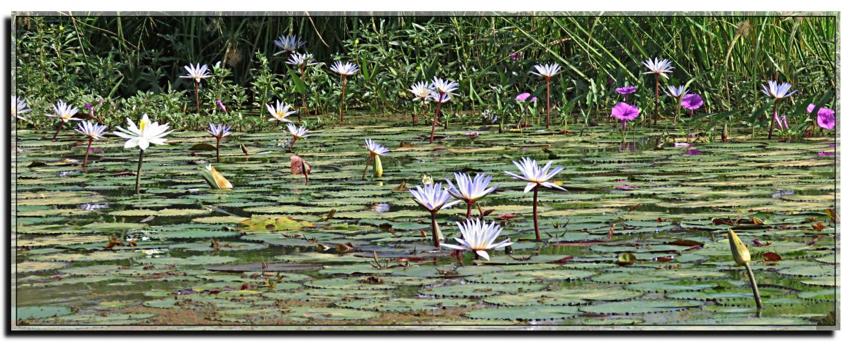 FLEURS DE LOTUS SENEGAL 2019