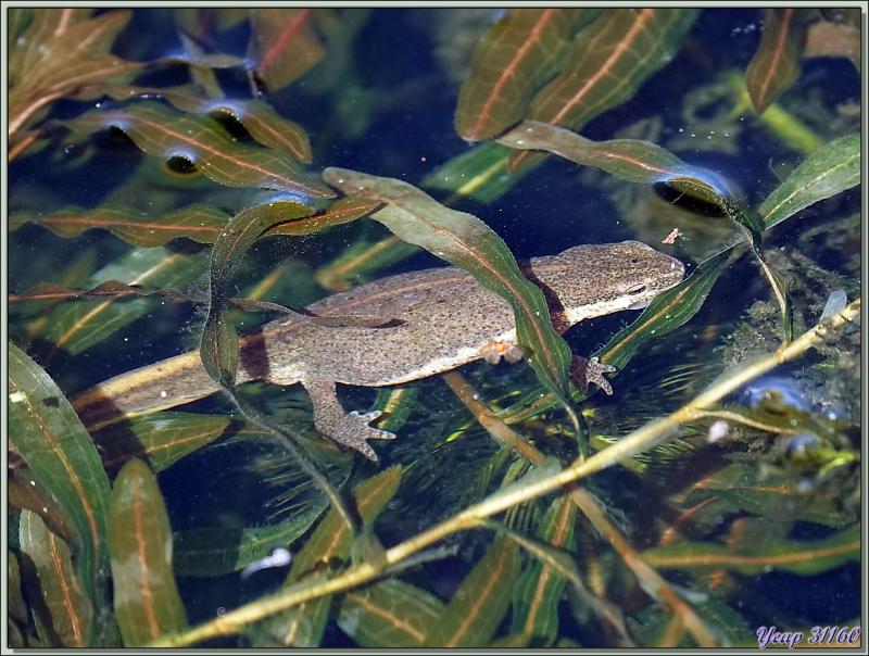 Les tritons de mon bassin avec des alevins et leur cousine grenouille rousse - Lartigau - Milhas - 31
