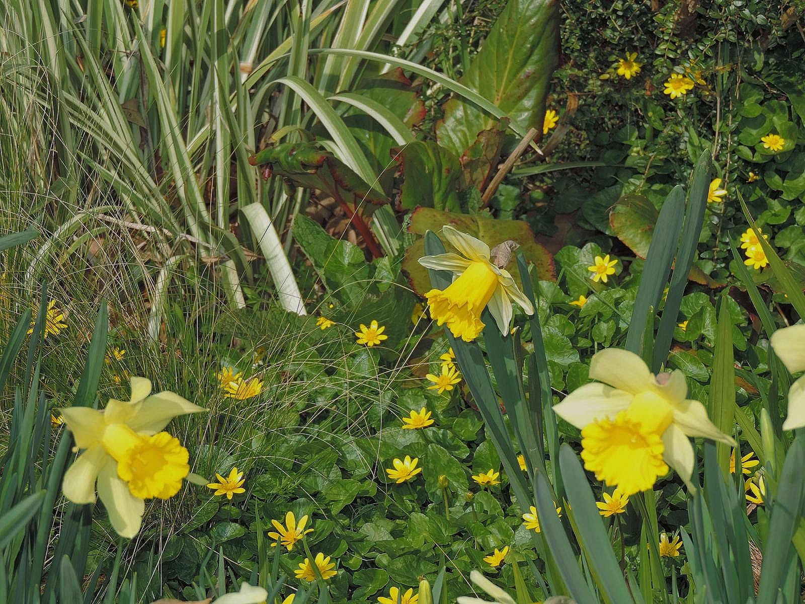 Daffodils...