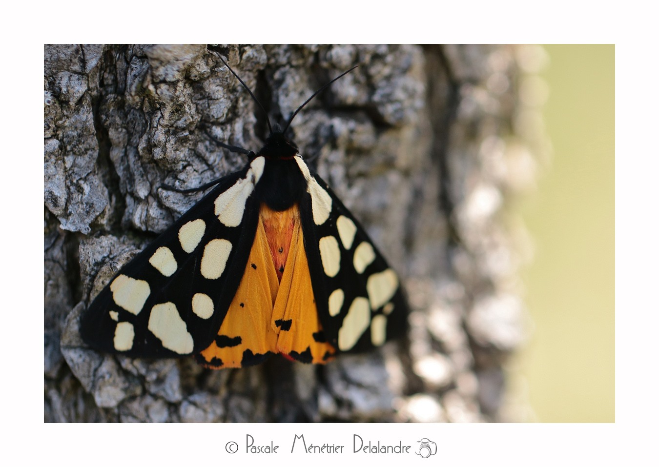 Écaille fermière ou Écaille villageoise (Epicallia villica)