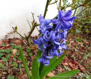 Le printemps au jardin - 2022