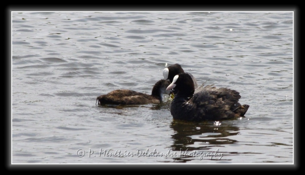Famille Foulques en balade...