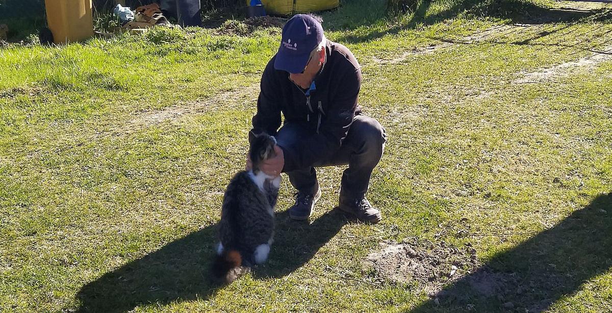 un beau chat chez nous