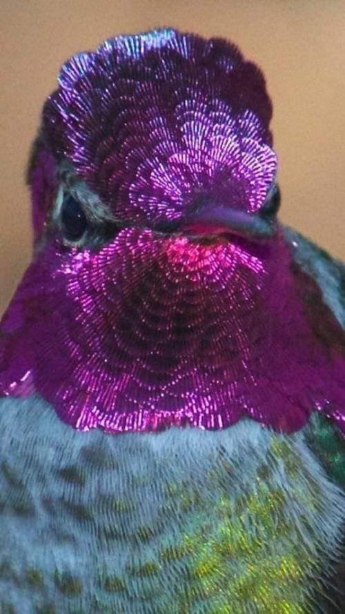 OISEAUX 61