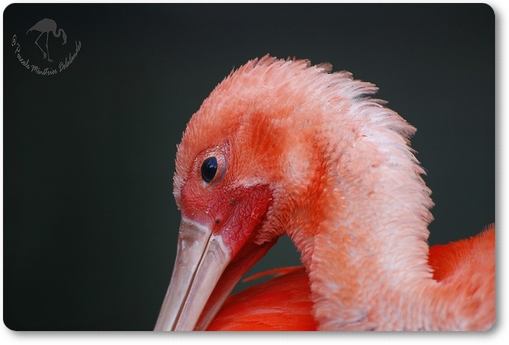 Portraits d'Ibis rouge...