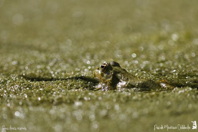 Grenouilles Pelophylax sp.