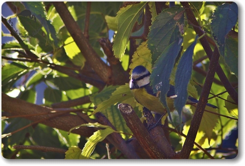 Mésange bleue au petit jour...