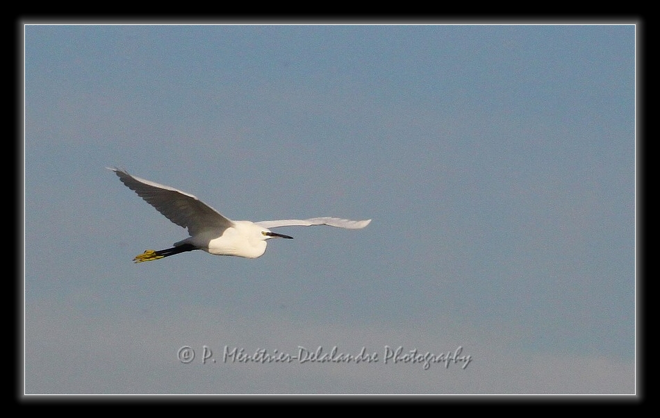 Jeux d'ailes d'une aigrette garzette...
