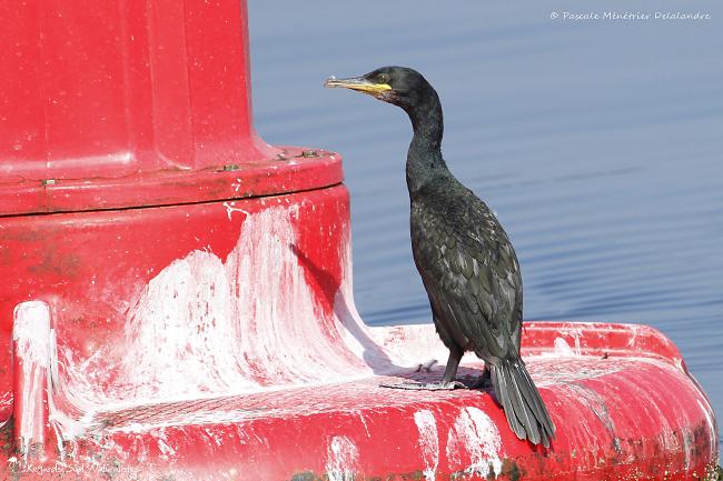 Grand Cormoran