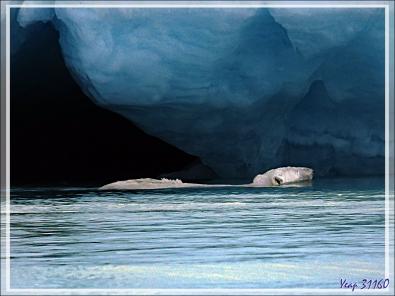 L'ourse et son gros ourson de Croker Bay - Devon Island - Nunavut - Canada