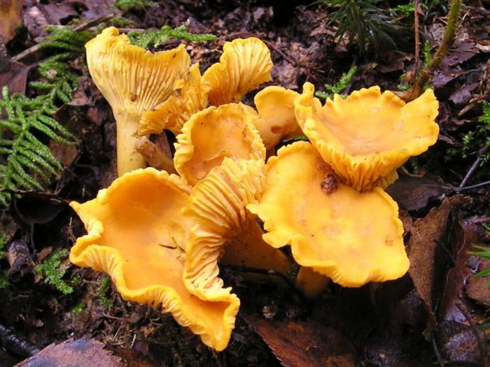 Légumes du mois d'Octobre