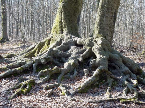 Ville d'Avray, Chaville et la forêt de Fausses Reposes