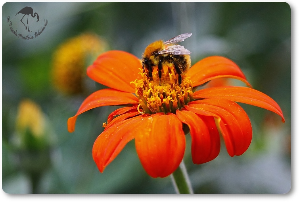 Bourdon des champs...