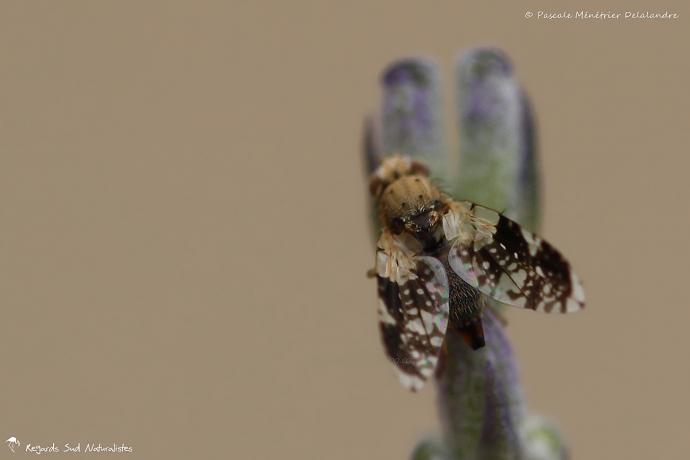 Tephritis neesii femelle