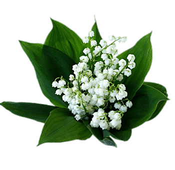 joli muguet