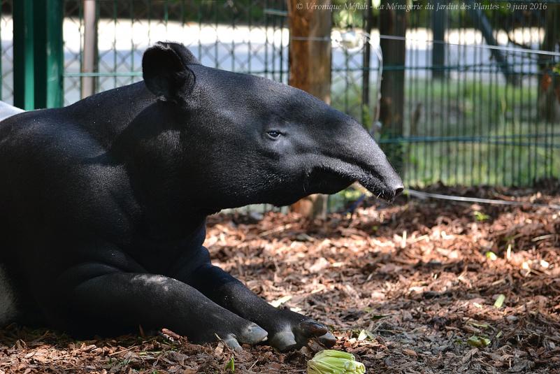 La Ménagerie du Jardin des Plantes : Tengah le Tapir Malais