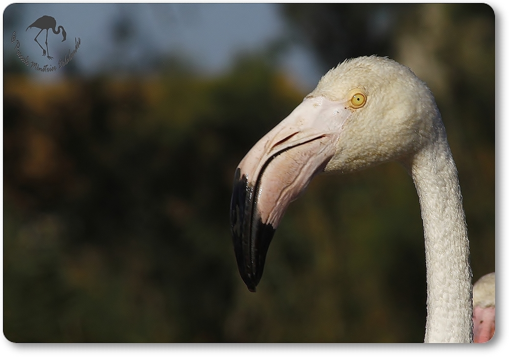 Flamants roses...