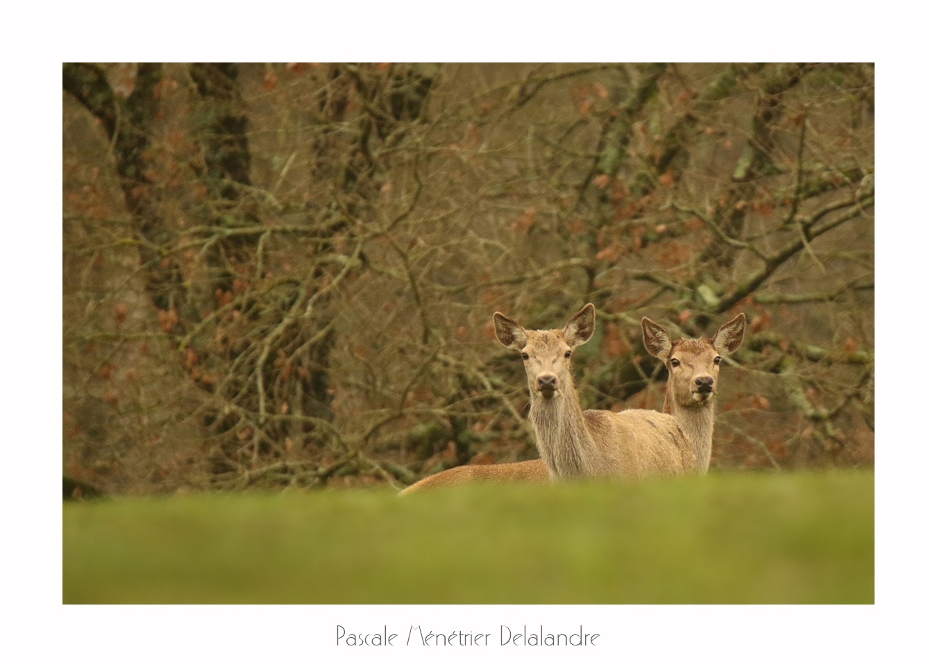 Biches élaphes (Landes de Gascogne)