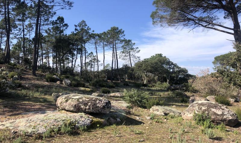 DALLES BOIS DU ROUQUAN