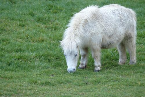 Punk ou iroquoise :