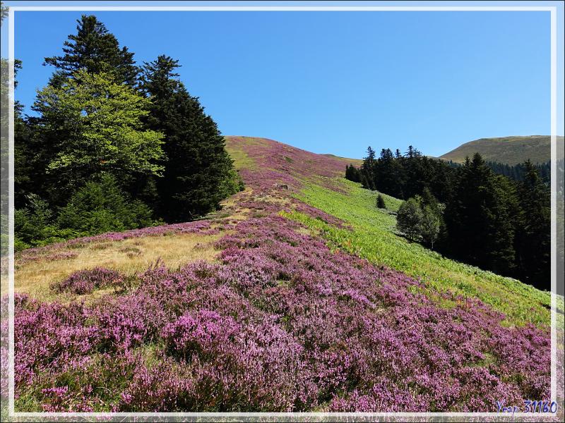 Bruyères en fleurs - Artigue - 31