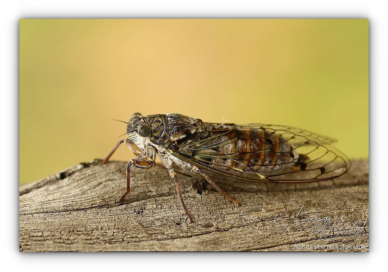 Les Cigales sont finalement arrivées...