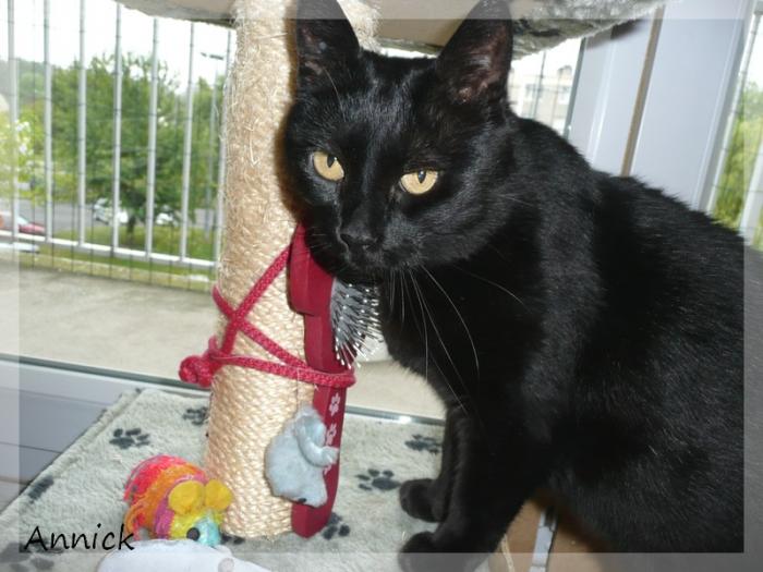 AnnickAmiens.Pépita.2013