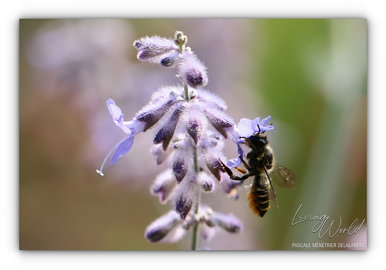 Abeille tapissière (et découpeuse)