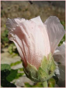 Roses_Tr_mi_res__11_